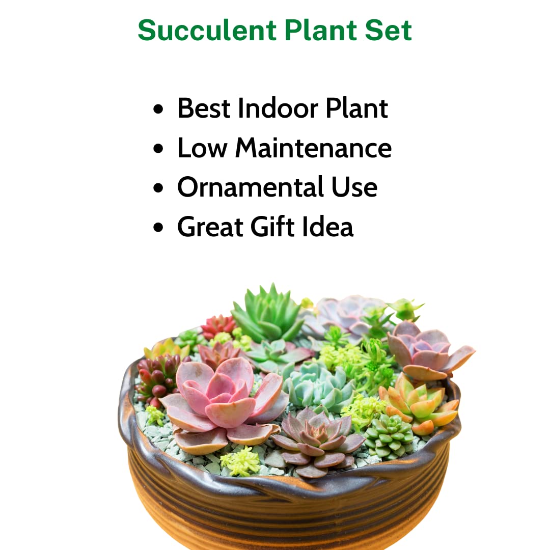 Assorted Beautiful Succulents Combos Pack