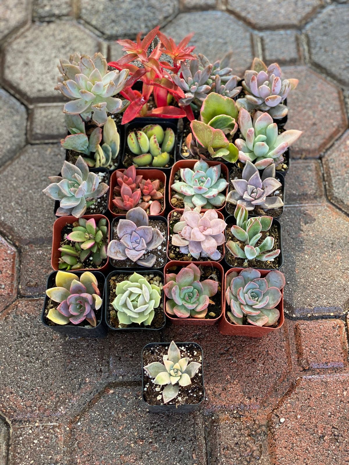 Handpicked Succulent Combo Pack – Live Plants Collection