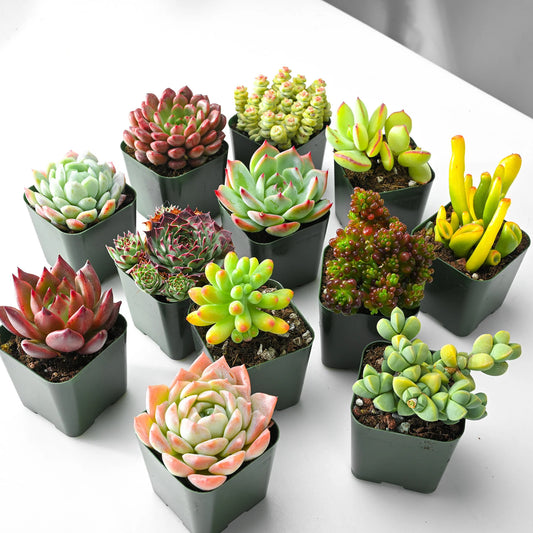 Mini Succulent Combo Pack – Assorted Live Succulents in Nursery Pots