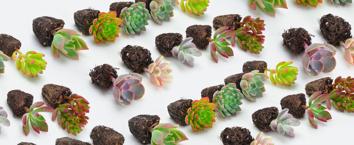 Green Live Succulent Plants