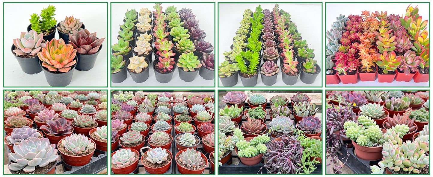 Mix Succulents Combo - Low Maintenance Indoor Plants
