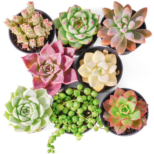 Green Live Succulent Plants