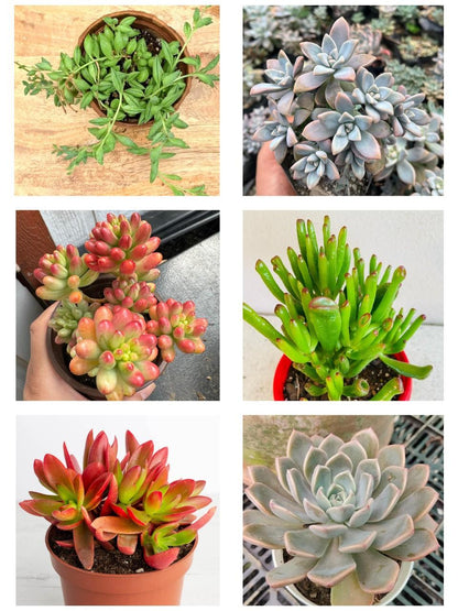 Mix Succulents Combo - Low Maintenance Indoor Plants