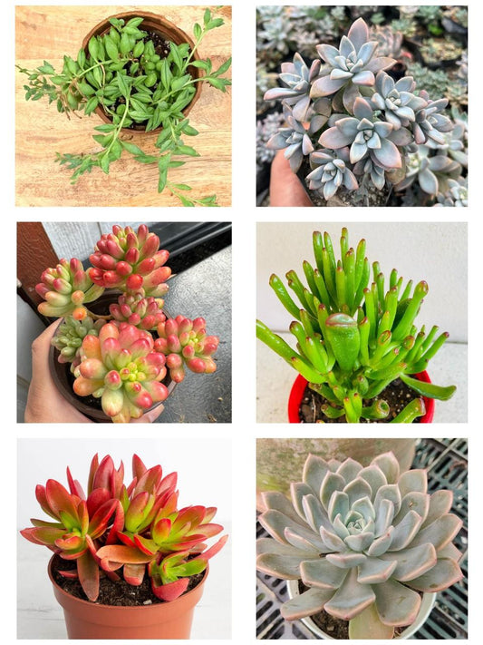 Mix Succulents Combo - Low Maintenance Indoor Plants