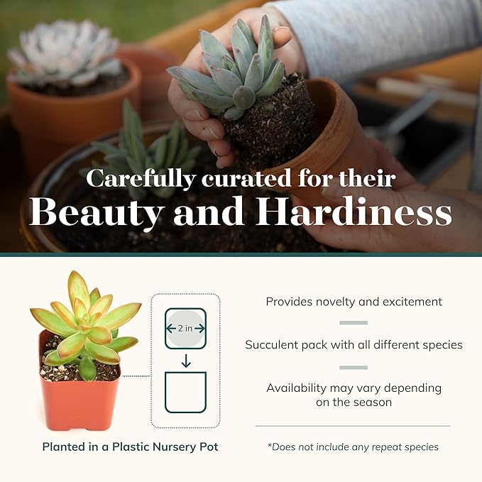 Shop Succulents & Cactus Assorted Succulent Plant Pack