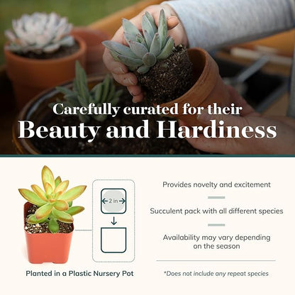 Shop Succulents & Cactus Assorted Succulent Plant Pack