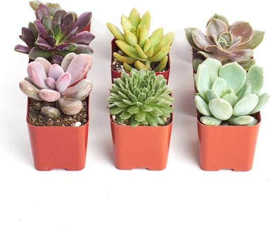 Unique Mini Succulent Collection