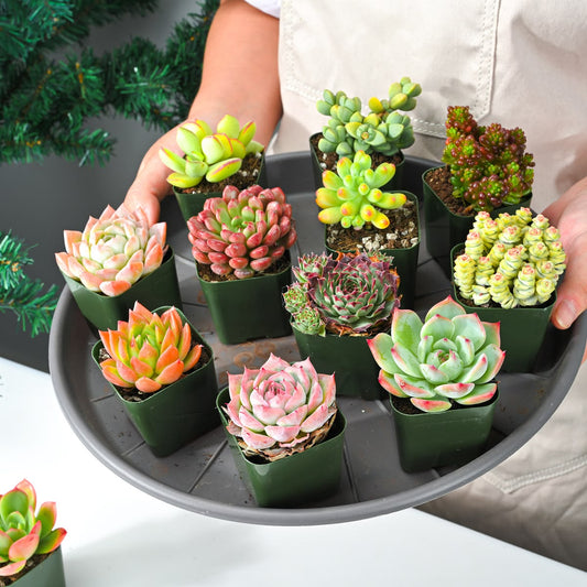 Mini Succulent Combo Pack – Assorted Live Succulents in Nursery Pots
