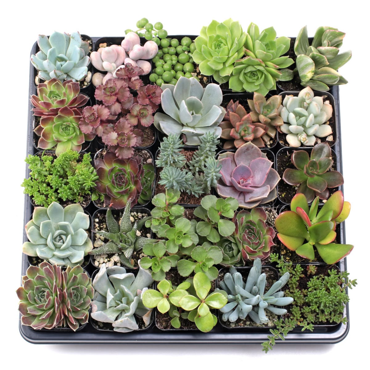 Handpicked Succulent Combo Pack – Live Plants Collection