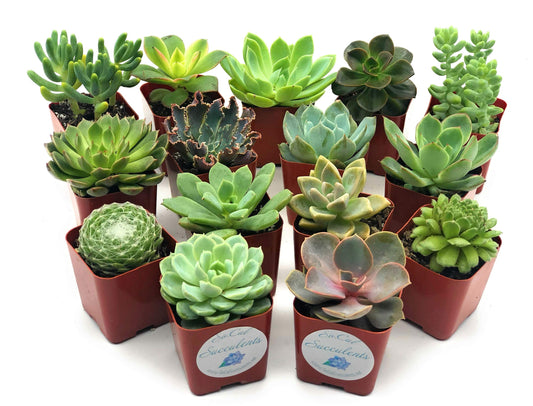Assorted Succulents And Cactus Plants Combo