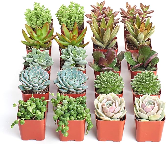 Shop Succulents & Cactus Assorted Succulent Plant Pack