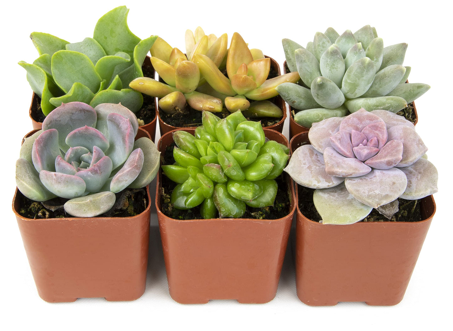 Assorted Succulents And Cactus Plants Combo