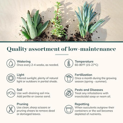 Shop Succulents & Cactus Assorted Succulent Plant Pack