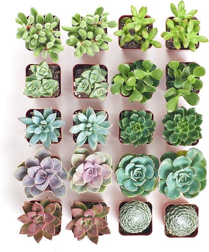 Shop Succulents & Cactus Assorted Succulent Plant Pack