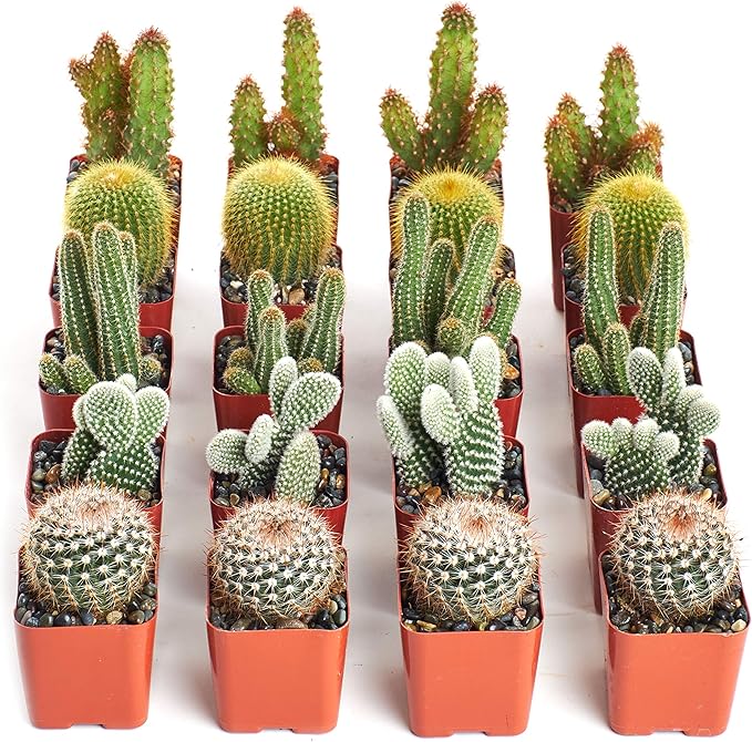 Shop Succulents & Cactus Assorted Succulent Plant Pack