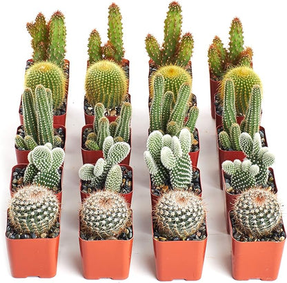 Shop Succulents & Cactus Assorted Succulent Plant Pack