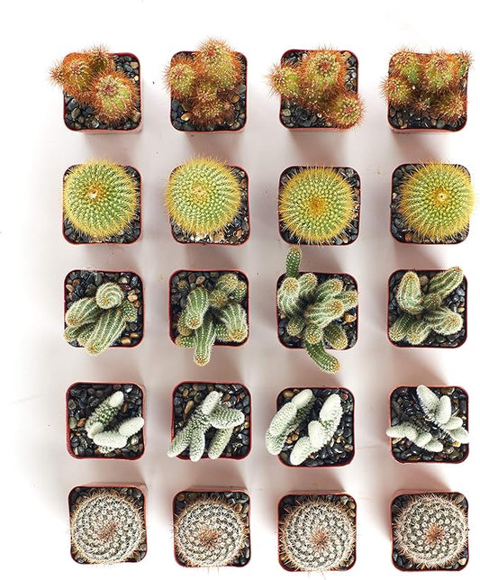 Shop Succulents & Cactus Assorted Succulent Plant Pack