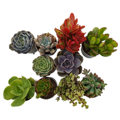 Assorted Beautiful Succulents Combos Pack