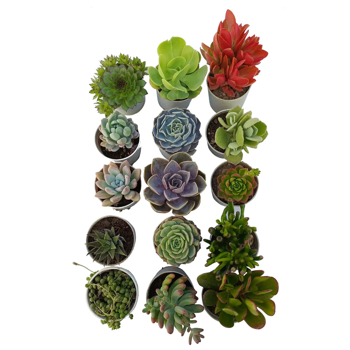 Assorted Beautiful Succulents Combos Pack