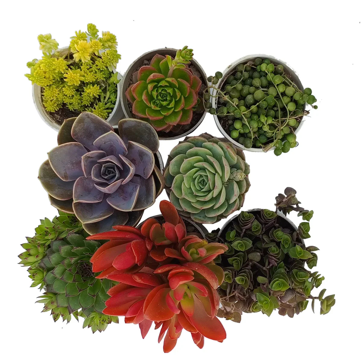 Assorted Beautiful Succulents Combos Pack