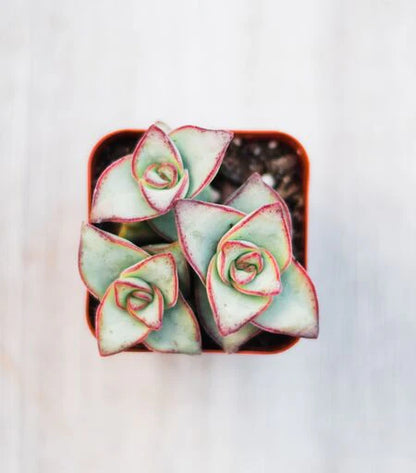 Assorted Mini Succulents Combos