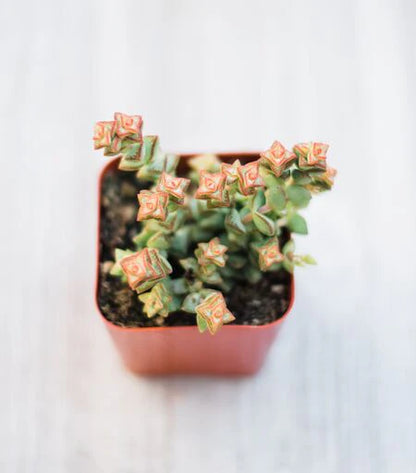 Assorted Mini Succulents Combos
