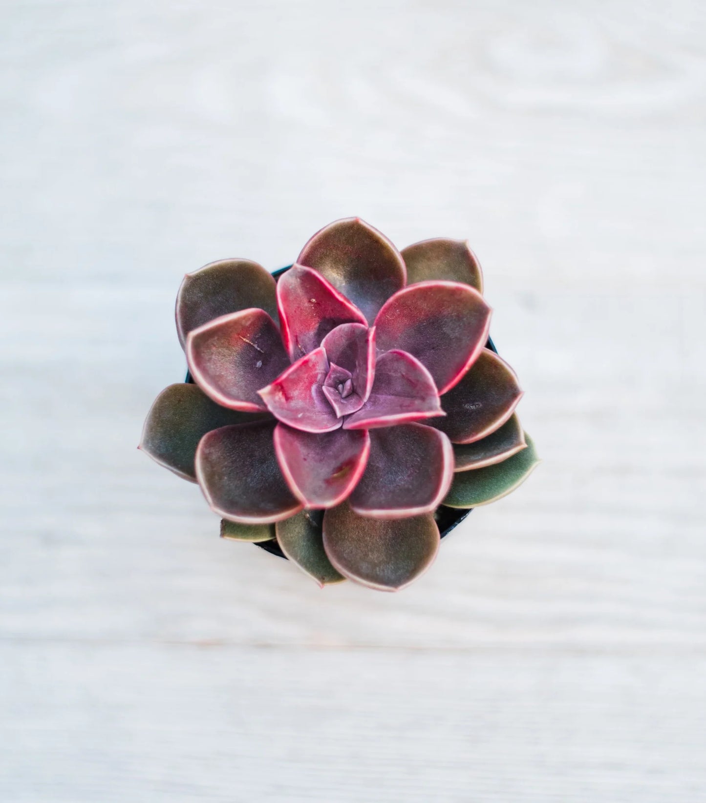 Assorted Mini Succulents Combos