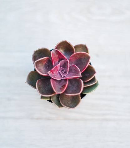 Assorted Mini Succulents Combos