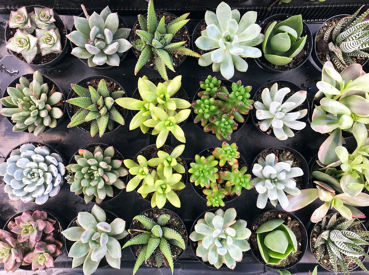 Assorted Succulents And Cactus Plants Combo