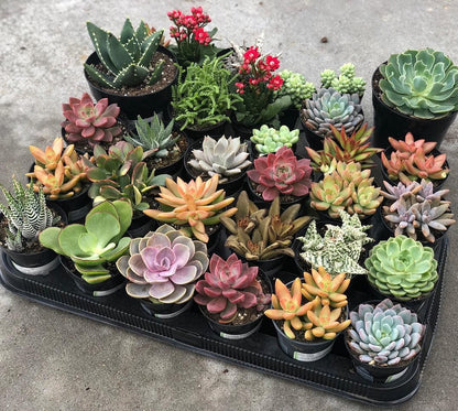 Handpicked Succulent Combo Pack – Live Plants Collection