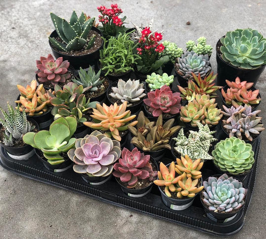 Handpicked Succulent Combo Pack – Live Plants Collection