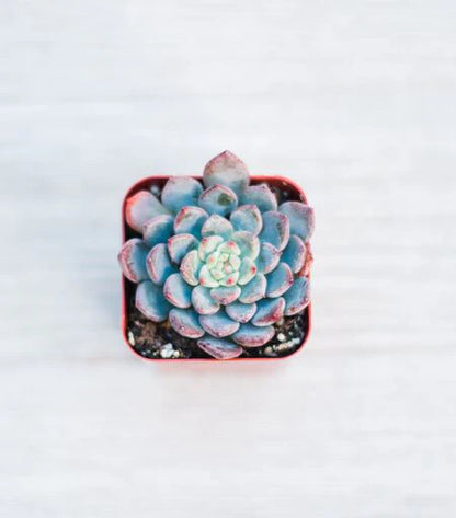 Assorted Mini Succulents Combos