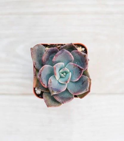Assorted Mini Succulents Combos