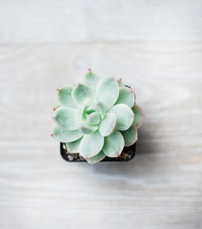 Assorted Mini Succulents Combos