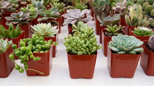 Assorted Succulents And Cactus Combos