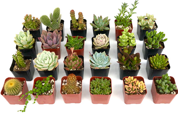 Assorted Succulents And Cactus Combos