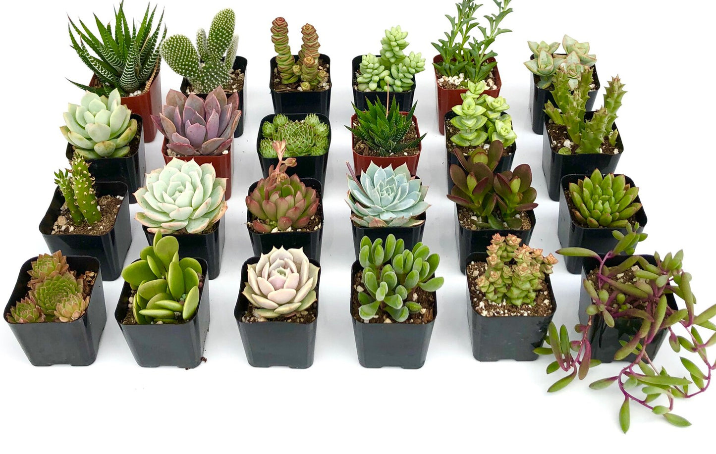 Assorted Succulents And Cactus Combos