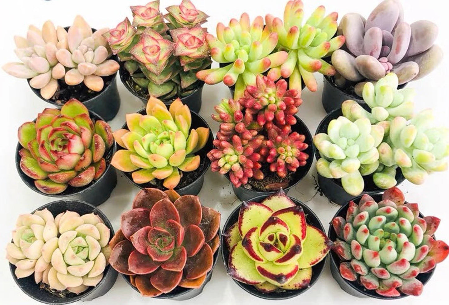 Mini Succulent Combo Pack – Assorted Live Succulents in Nursery Pots