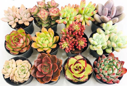Mini Succulent Combo Pack – Assorted Live Succulents in Nursery Pots