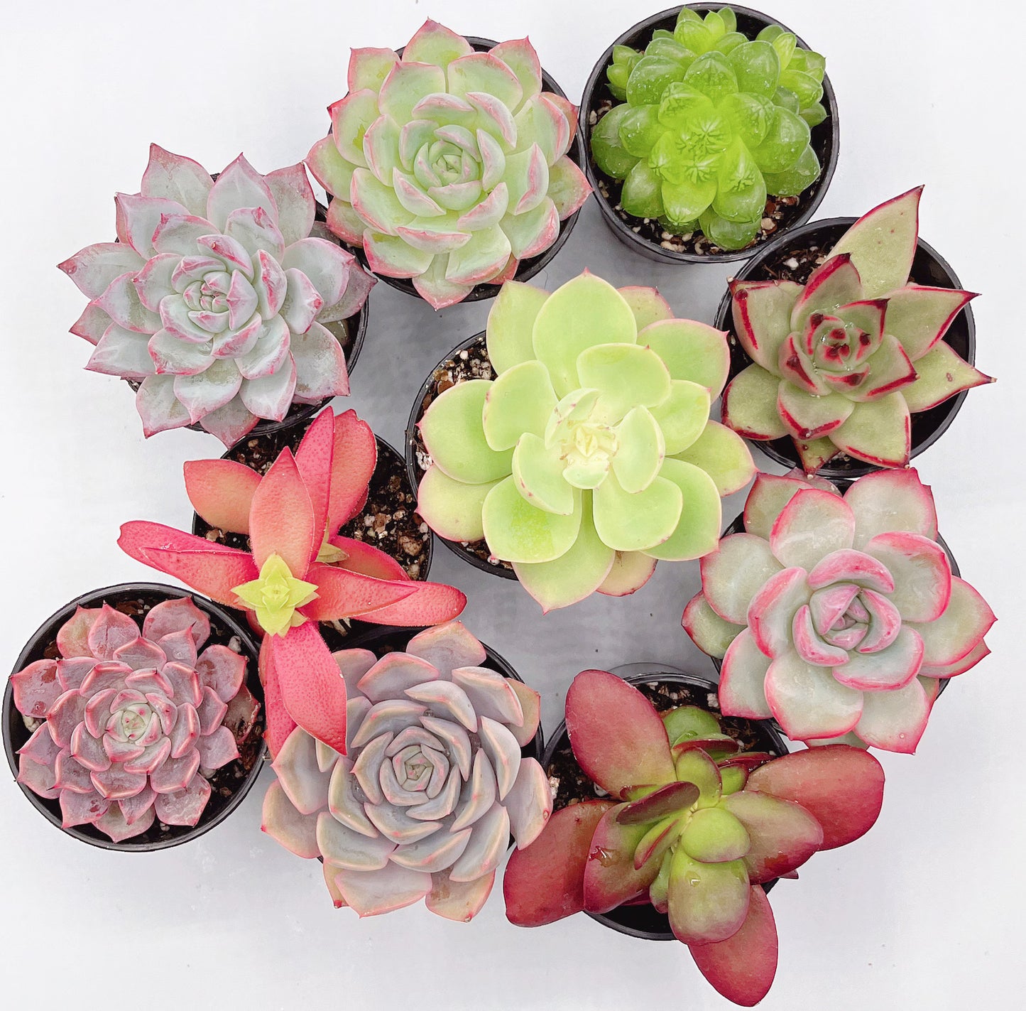 Mini Beautiful Assorted Succulent Combos