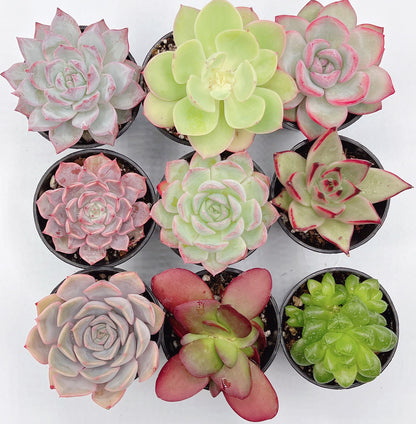 Mini Beautiful Assorted Succulent Combos