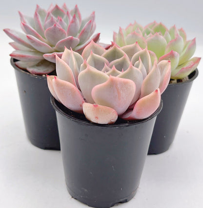 Mini Beautiful Assorted Succulent Combos