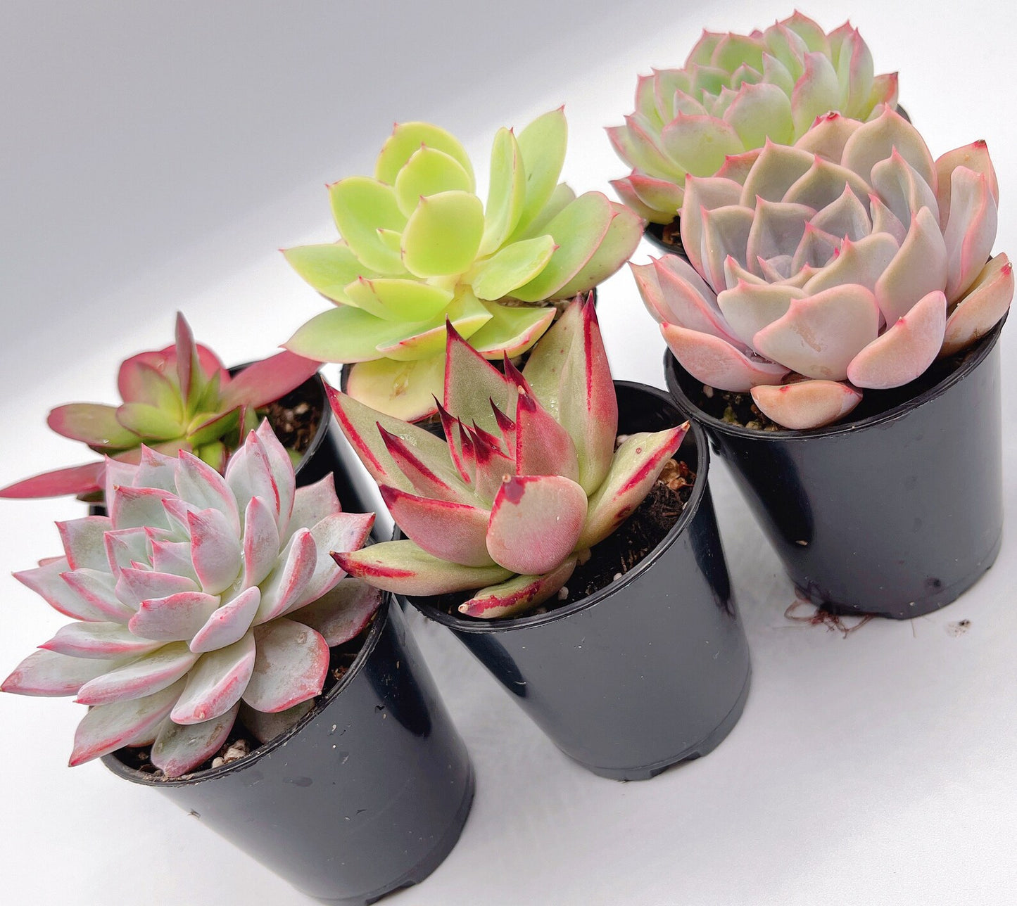 Mini Beautiful Assorted Succulent Combos