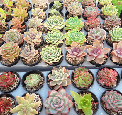 Mini Beautiful Assorted Succulent Combos