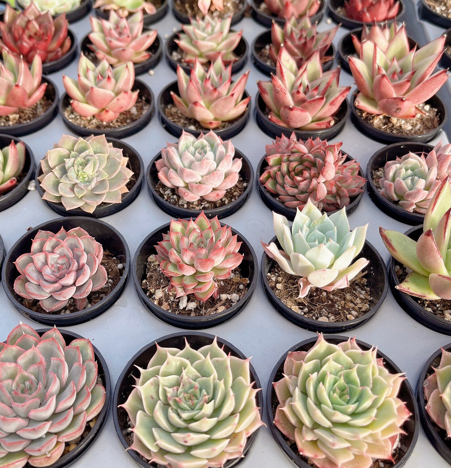 Mini Beautiful Assorted Succulent Combos