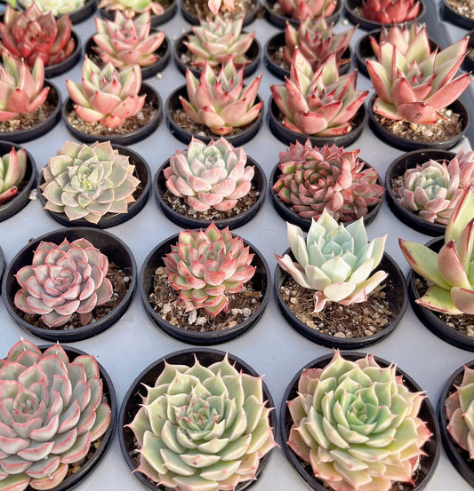Mini Beautiful Assorted Succulent Combos