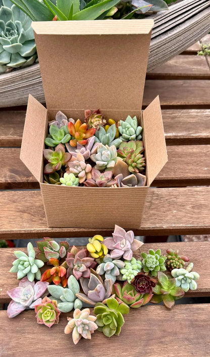 Assorted Mini Succulent Plants Combo Pack