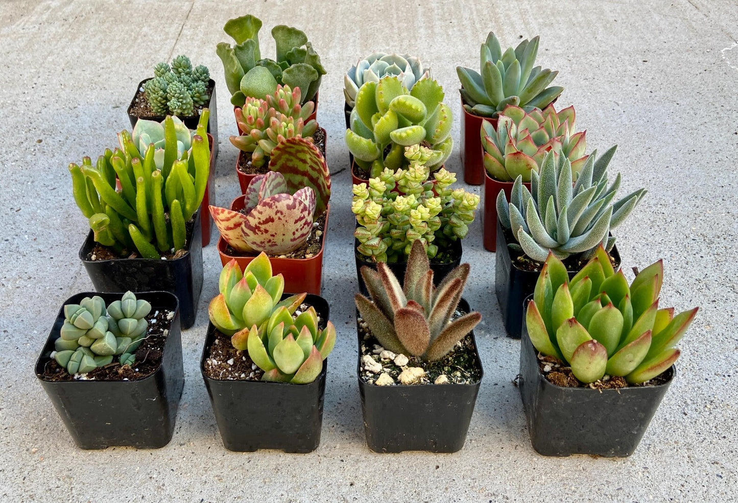 Assorted Succulents And Cactus Combos