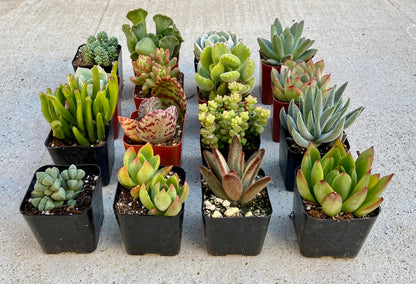 Assorted Succulents And Cactus Combos