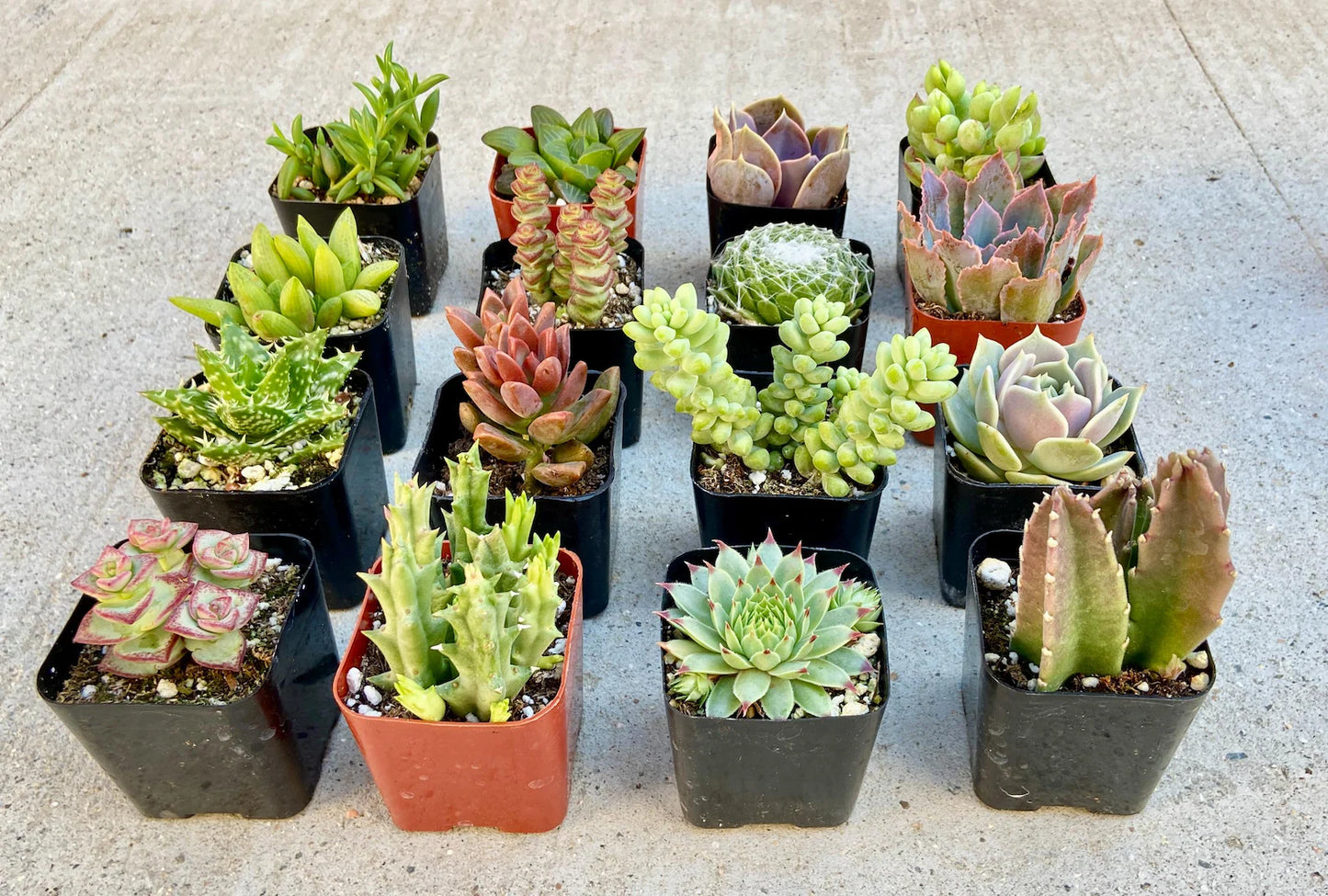 Assorted Succulents And Cactus Combos